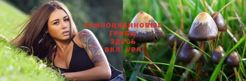 Псилоцибиновые грибы Psilocybine cubensis  Кизел 